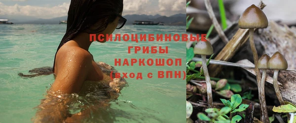 ГАЛЛЮЦИНОГЕННЫЕ ГРИБЫ Заволжье